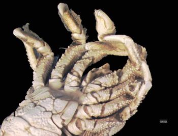 Media type: image; Invertebrate Zoology CRU-4563